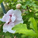 Hibiscus syriacusBlomst