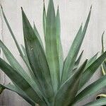 Agave sisalana Leaf