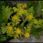 Sanicula arctopoides Flower