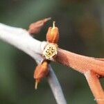 Pichonia daenikeri Квітка