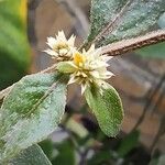Alternanthera tenella Flower