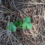 Sanicula crassicaulis Plante entière