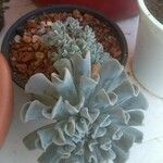 Echeveria runyoniiLeaf