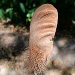 Centrolobium paraense Fruto
