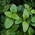 Salvia microphylla Blatt