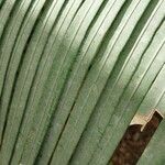Cycas taiwaniana Leaf