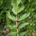 Brassica barrelieri Leaf