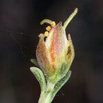 Coleogyne ramosissima Flower