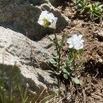 Cardamine resedifolia Buveinė