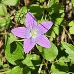 Triodanis perfoliata Flor