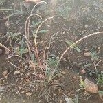 Microchloa kunthii Blüte