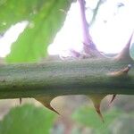 Rubus goniophorus Bark