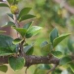 Cotoneaster simonsii Leaf