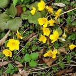 Waldsteinia ternata Çiçek