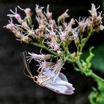 Eutrochium purpureum Flower