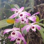 Dendrobium nobileফুল