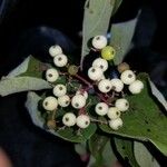 Cornus sericea Frukto