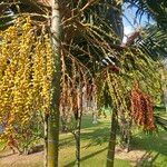 Ptychosperma macarthurii Fruto