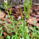 Cardamine hirsuta Fruit