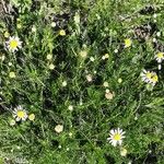 Anthemis cotula Habitat