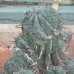 Euphorbia horrida Blad