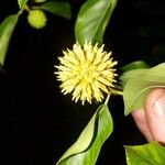 Mitragyna speciosa Flower