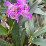 Dendrobium kingianum Blüte