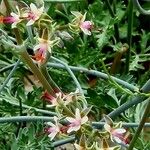 Pelargonium ceratophyllum