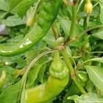 Capsicum annuum Fruto