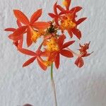 Epidendrum ibaguense 花