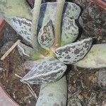 Adromischus cooperiFolio