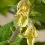 Salvia nubicola Çiçek