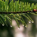 Abies alba Leaf