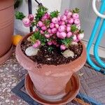 Gaultheria mucronata Fruto