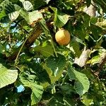 Aesculus pavia Frukt