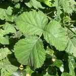 Rubus pruinosus Leaf