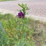 Medicago sativaFlower