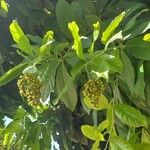 Ehretia tinifolia Fruit