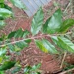 Campomanesia phaea Leaf