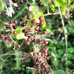 Smilax aspera Fruit