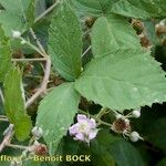 Rubus adscitus Other