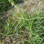 Asclepias stenophylla Habit