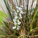 Spiranthes cernua Flower