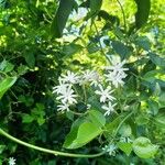 Jasminum fluminense Квітка