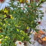 Symphyotrichum lanceolatum Frunză