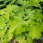 Quercus macrocarpa Blad