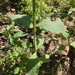 Verbesina helianthoides Leaf