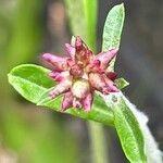 Gamochaeta purpurea Květ