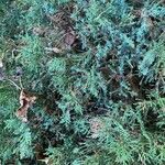 Juniperus horizontalisList