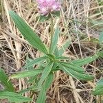 Gomphrena haenkeana Habitus